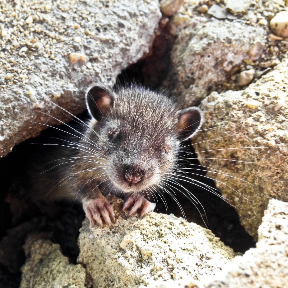 Maulwurf schaut aus Loch