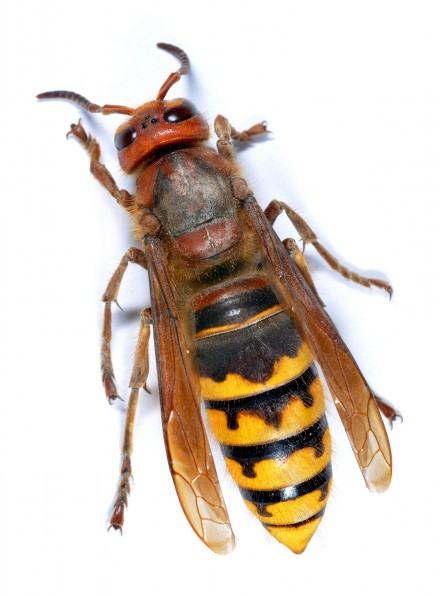 Hornisse in Großaufnahme