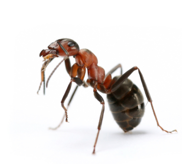 Ameise in Kampfstellung