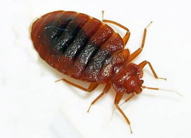Bettwanze Großaufnahme